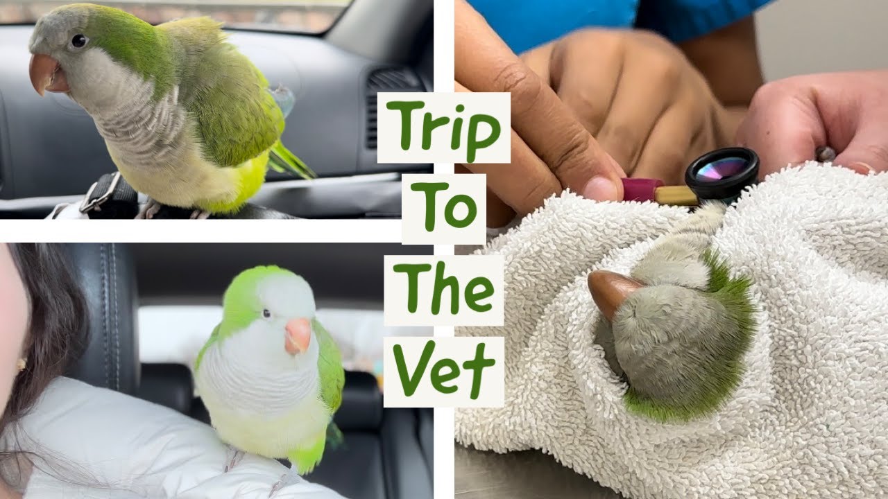 Taking My Bird To The Vet | What To Expect | VLOG