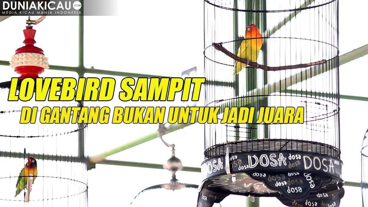 LOVEBIRD SAMPIT - DI GANTANG BUKAN UNTUK JADI JUARA