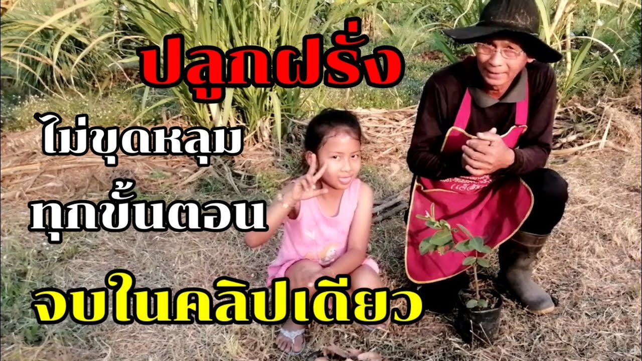 ปลูกฝรั่งไม่ต้องขุดหลุม/ทุกขั้นตอน​จบใในคลิปเดียว