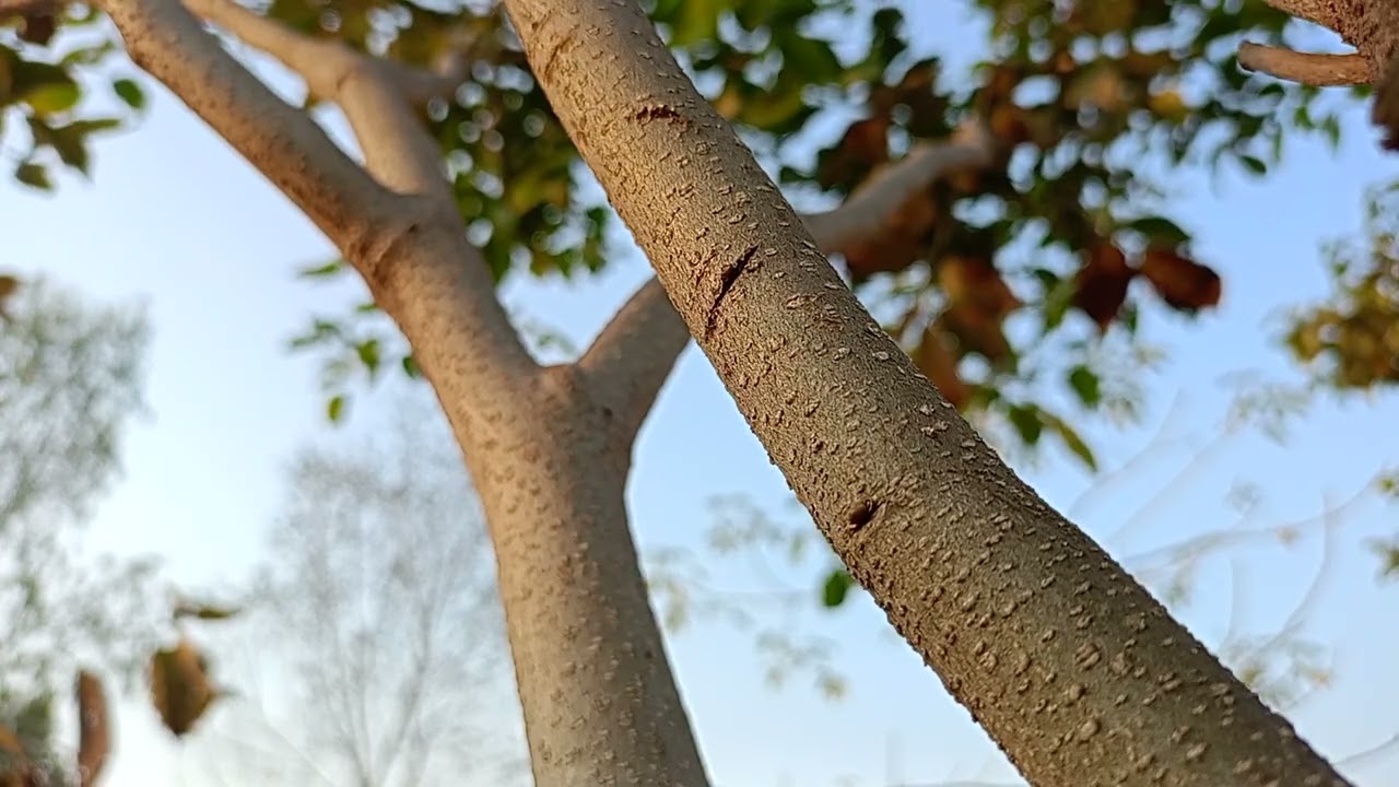 Gentle Wind & Birds Chirping 🌿 | Pure Nature Sounds | Relaxing Tree Ambience