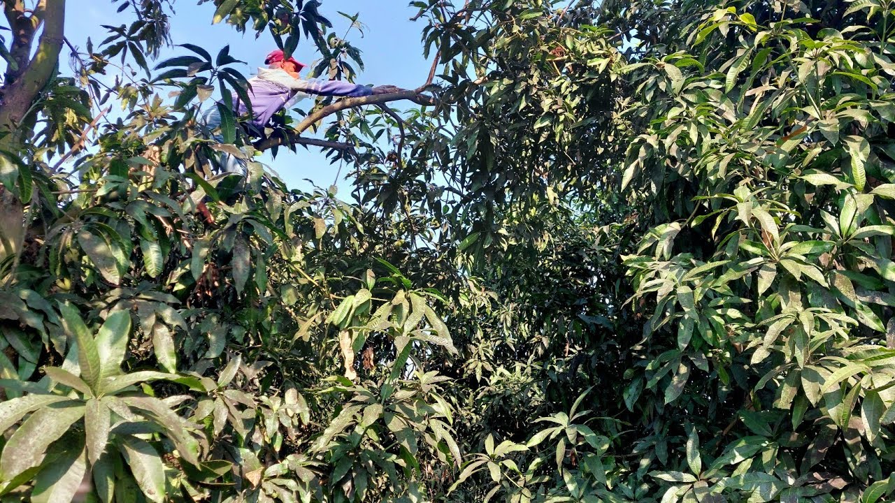 تقليم مانجو سكري عمر 20 عام و عمل تنظيف تكتلات و نواشف و العفن الهبابي و مدرسة تقليم جديدة | الجزء 2