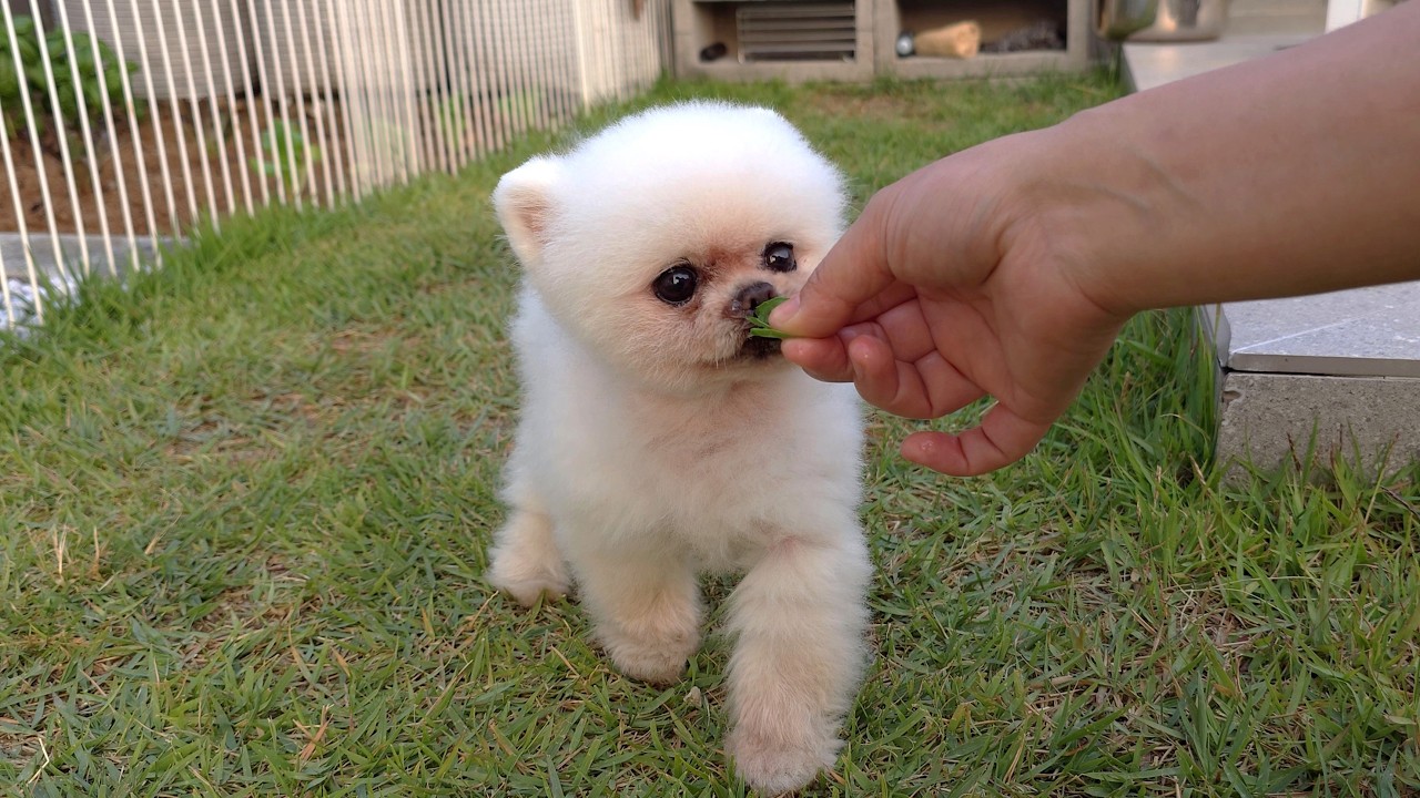 Я пробовала давать своим собакам базилик, но они начали давиться и убегать!