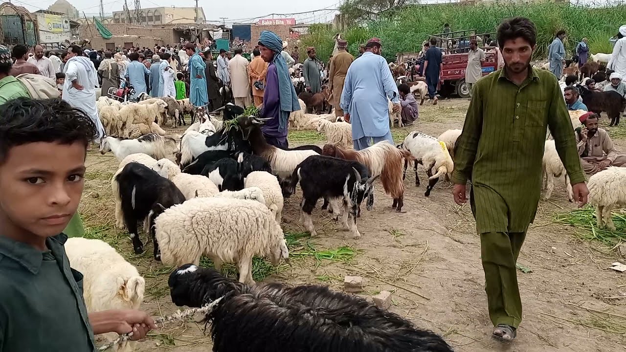 Beautifully my village video in Animals.21.7.2021