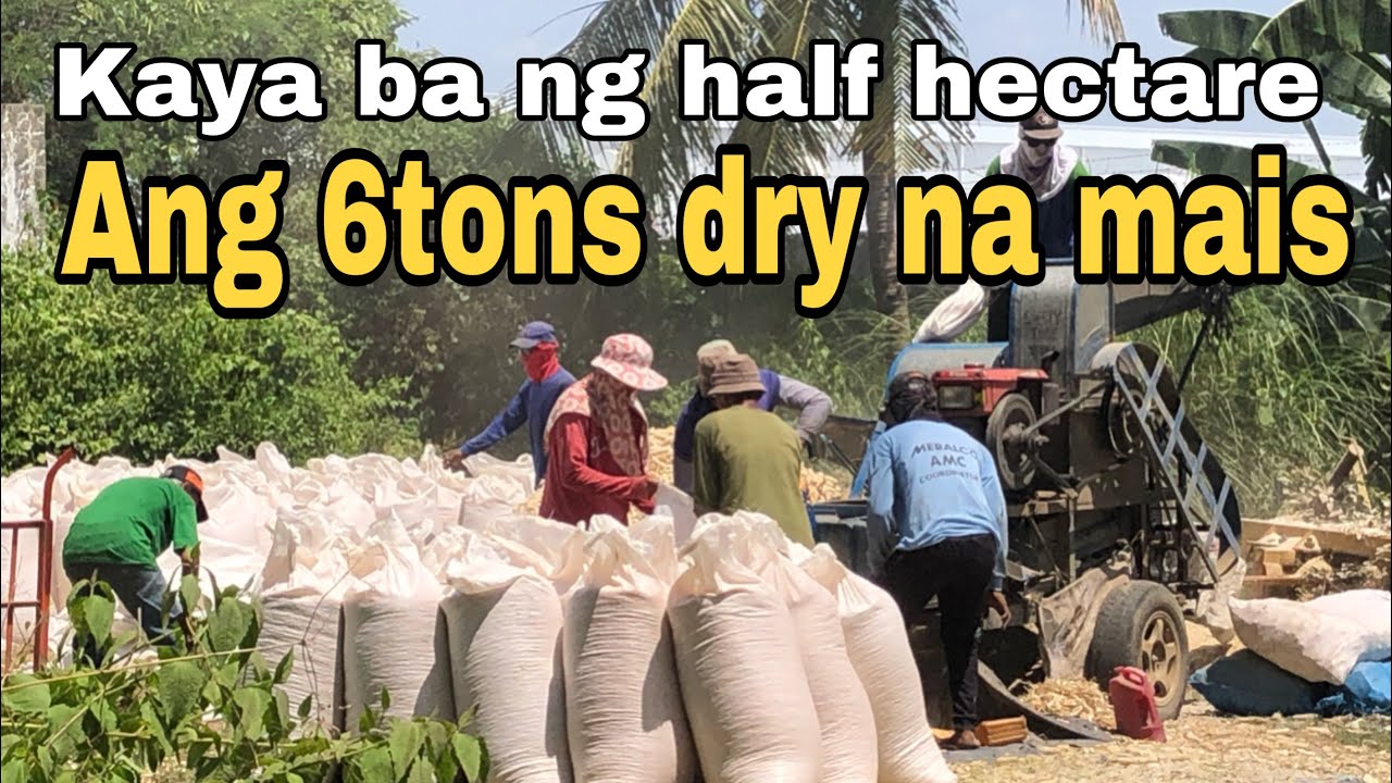 Correct Land Preparation for Second Crop Corn || 111K Gross Sale for Half Hectare Yellow Corn