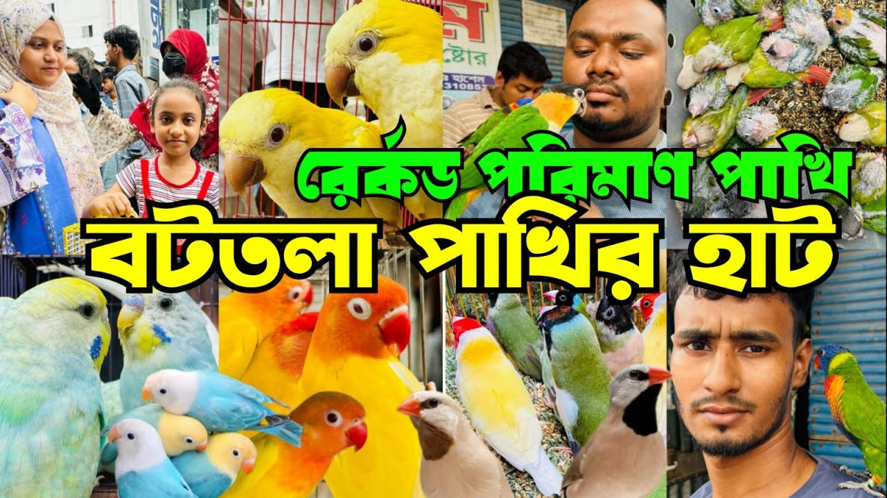 রের্কড পরিমাণ পাখি উঠেছে বটতলা পাখির হাটে | Mirpur 13 Pakhir Hat | Bottola Pakhir Hat #viral