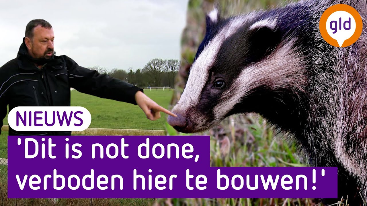 Mogelijk geen tijdelijk AZC in Heumen door de das