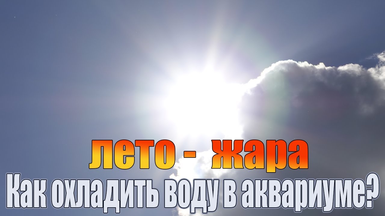 Как летом в жару охладить воду в аквариуме. И зачем вообще это нужно делать