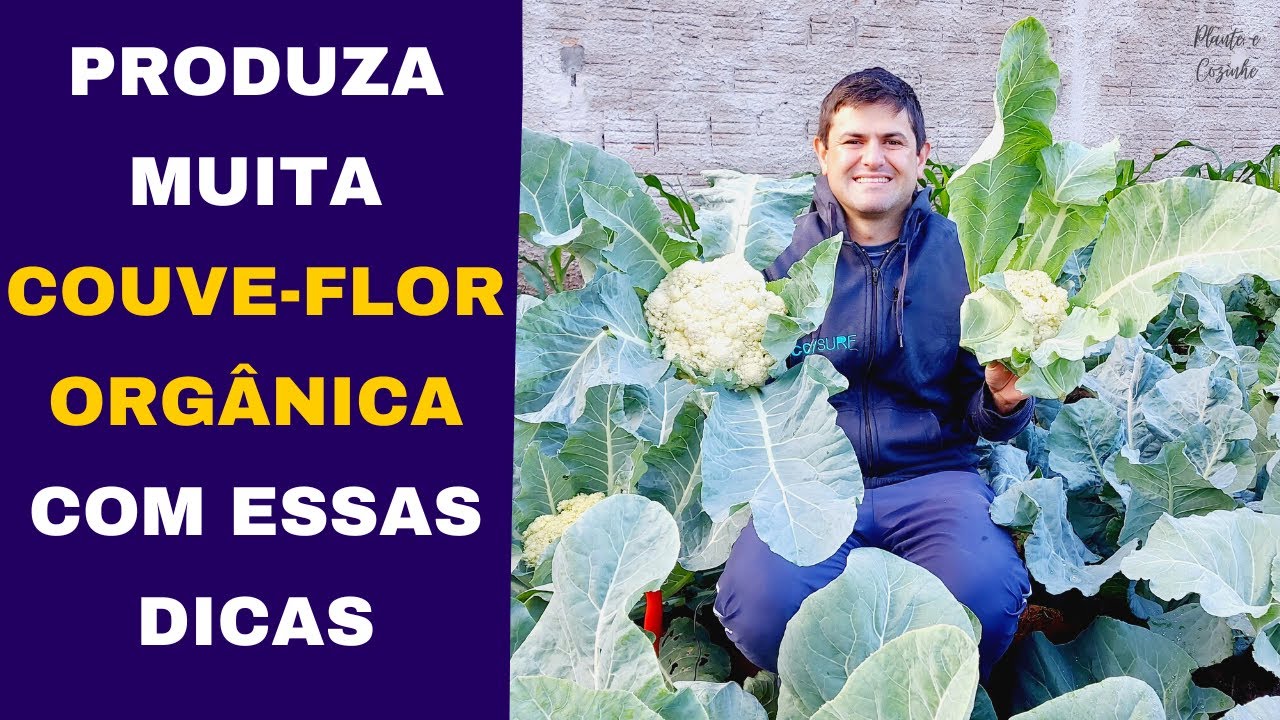 DEZ DICAS para PRODUZIR muita COUVE-FLOR orgânica na horta de casa. Do PLANTIO a COLHEITA (Ep212)