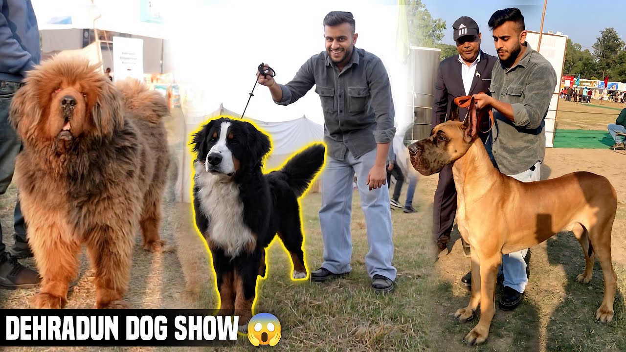 Biggest Dog Show in Uttarakhand | Dehradun Dog Show 2023😱