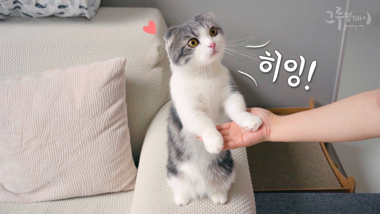 엄마 나가지 말라고 붙잡는 고양이