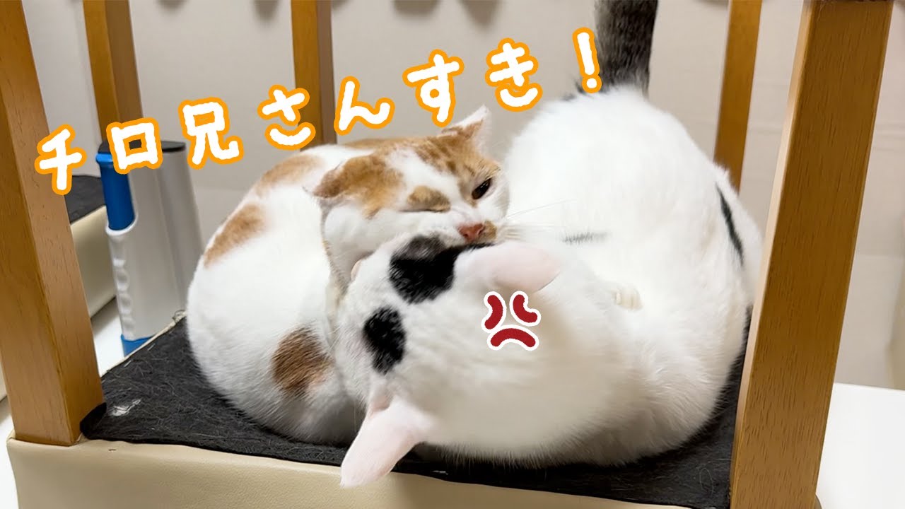 最近トロしゃんがチロに似てきました…！