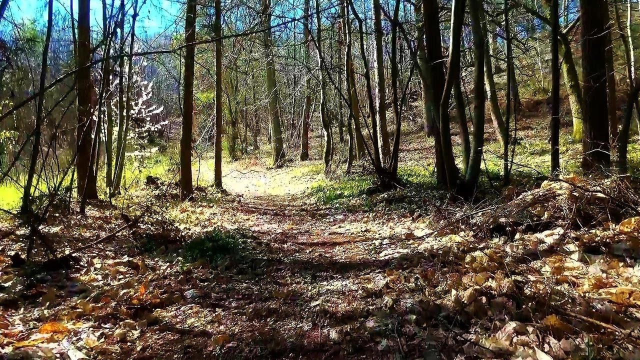 Around Fittleworth forestry Wood, Pulborough, West Sussex  - Sony AX53