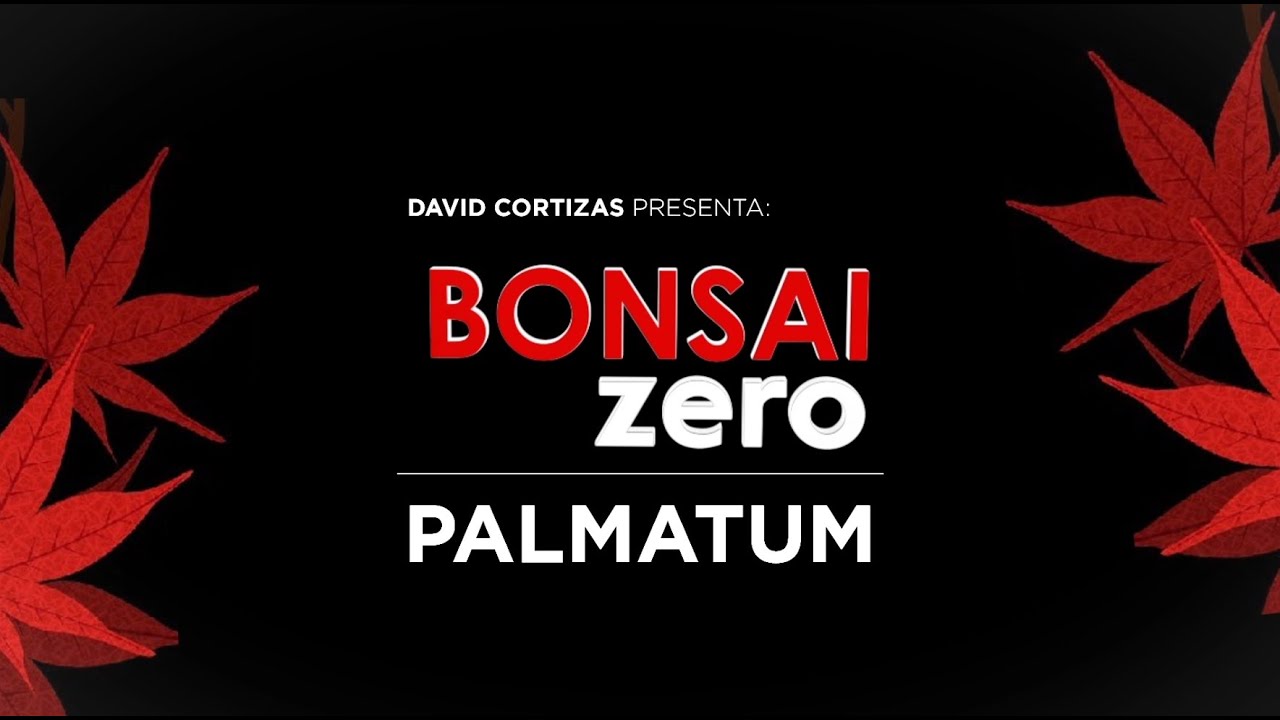 Bonsai Zero Palmatum - ya están aquí...