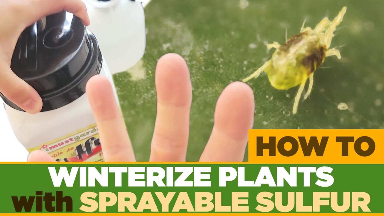 Pest Proofing Your Plants - How to Use Wettable Sulfur - (Safely Kill Thrips, Spider Mites, Gnats)