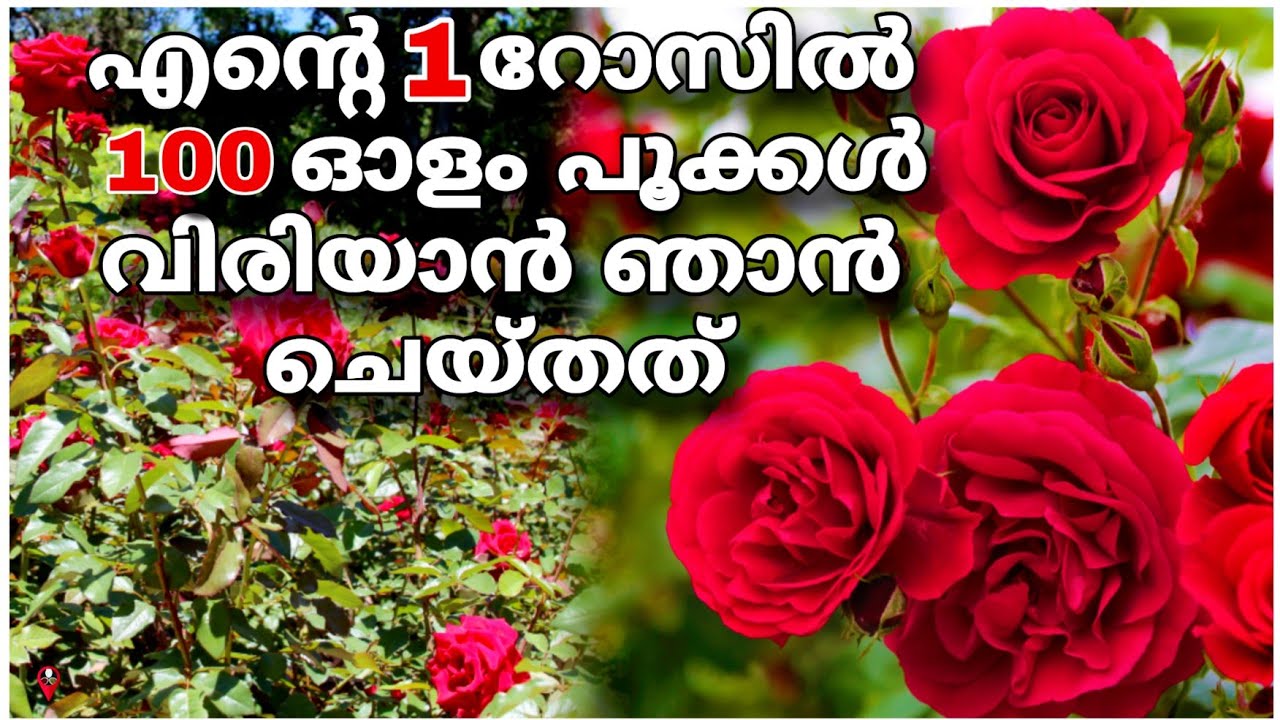 1 സ്പൂൺ തൈരും സവാളയും മതി | Rose flower garden malayalam | How to grow rose plant from stem at pot