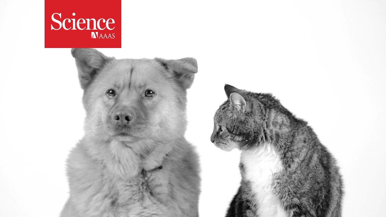 Why do cats live longer than dogs?