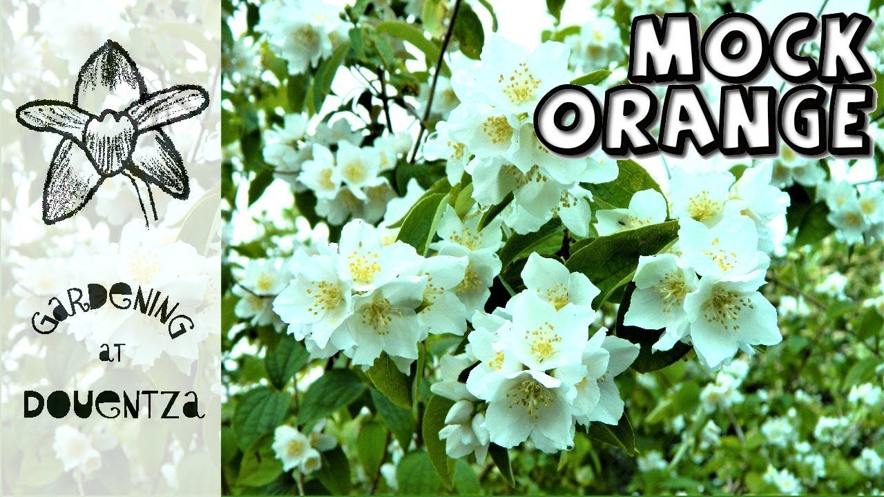 Passion for Mock Orange - scented garden with 12 philadelphus in bloom