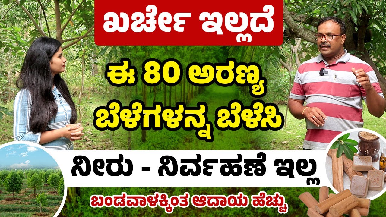 How to Start a Forest Farming? High Profitable, No Cost Farming | ಅರಣ್ಯ ಕೃಷಿ |Forest Farming Kannada