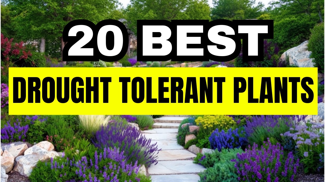 Top 20 Drought Tolerant Plants That Thrive in Heat | Best Low Water Garden Plants