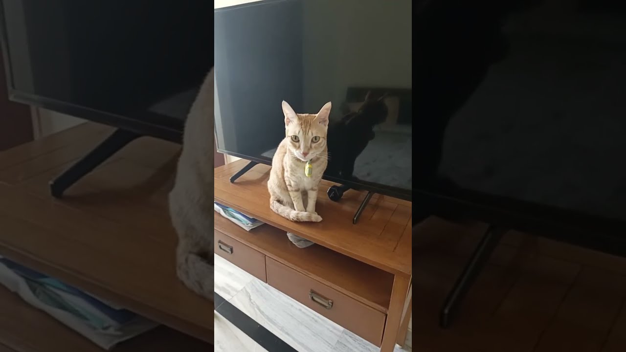 MrLulu and Toto🐱🐱... is live!😍🤩😂🤗#cat 🐱#comedymove #trending 🔥🔥#viralvideo 