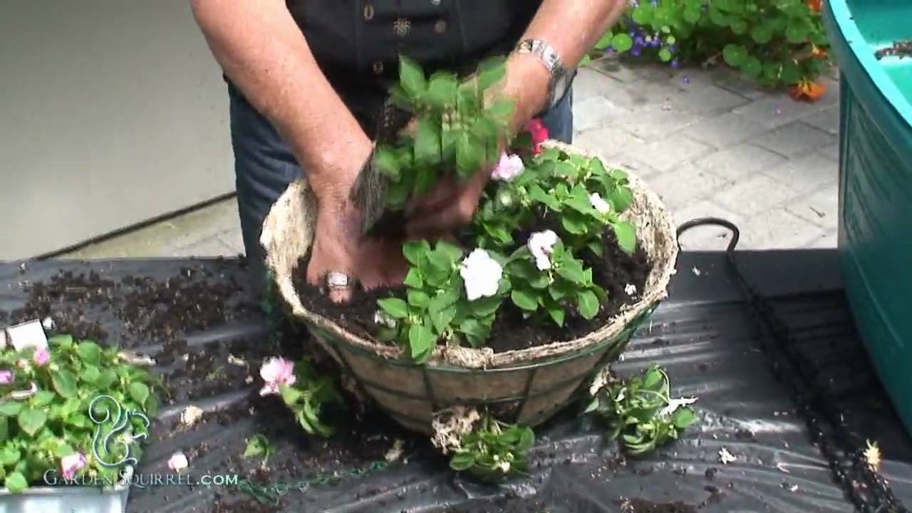 Hanging Baskets - Advanced (Impatients)