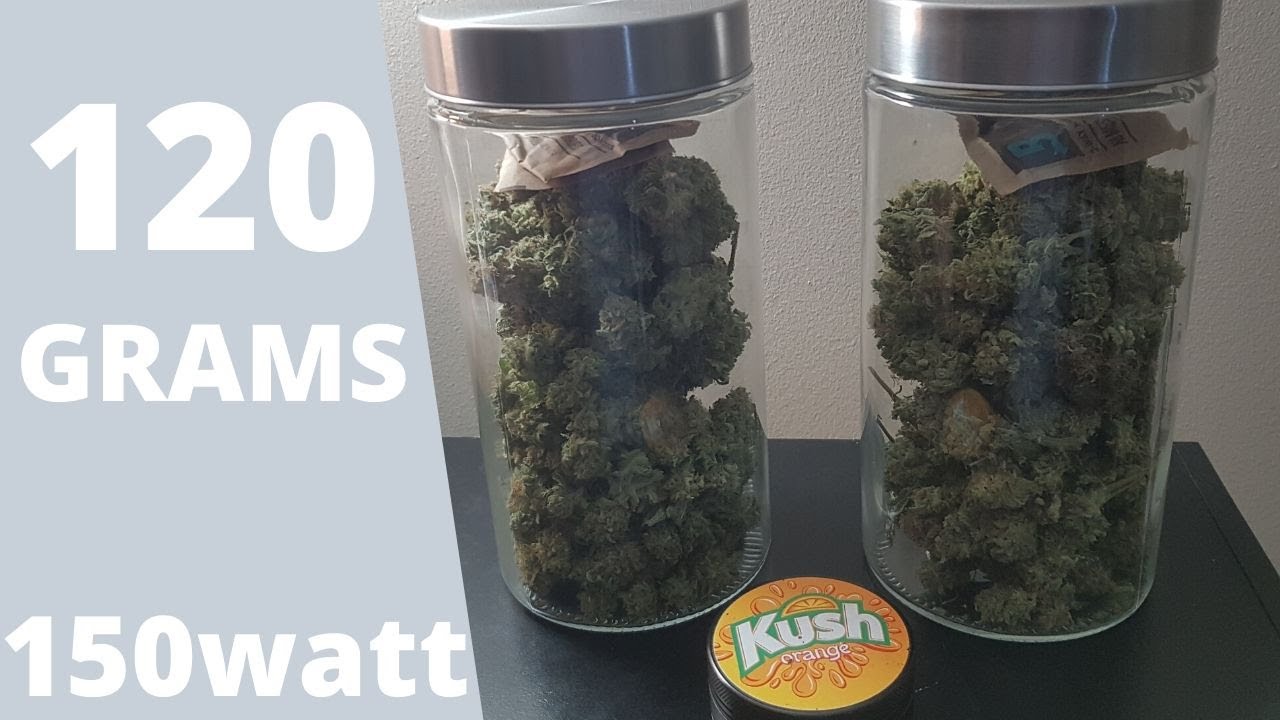 White widow harvest 150 watt 120 grams yield