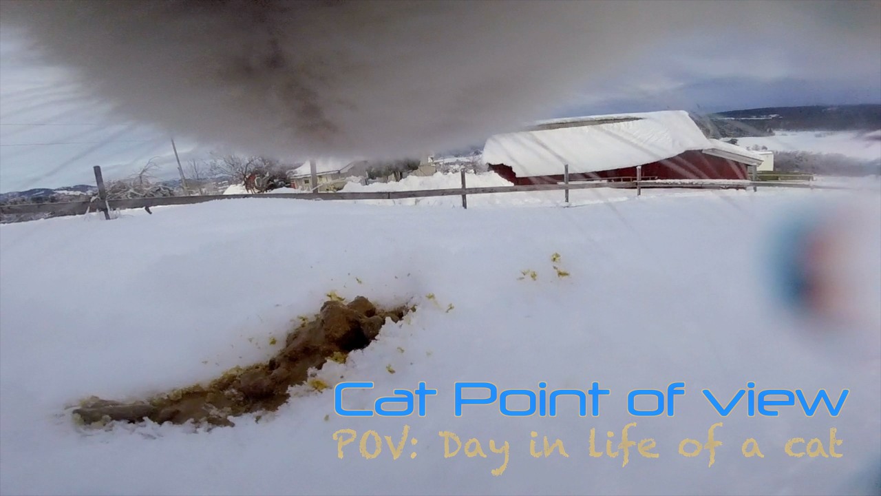 Cat POV : a very shitty day