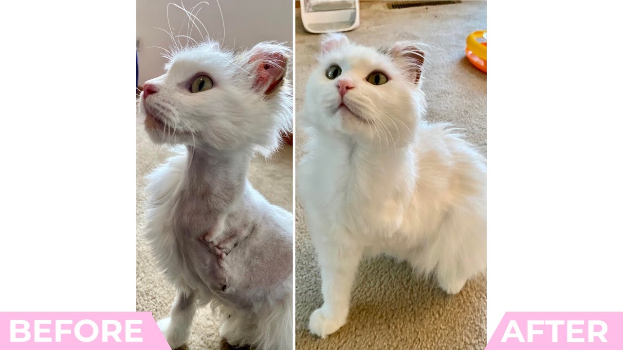 20 Cats Before And After Adoption That Will Make You Cry | The Dodo