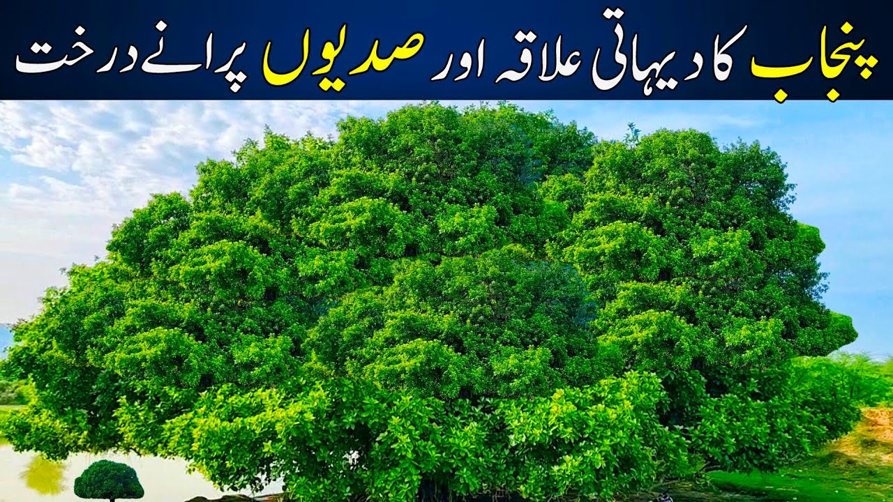 Beautiful Village View of Punjab | Village Life in Pakistan 