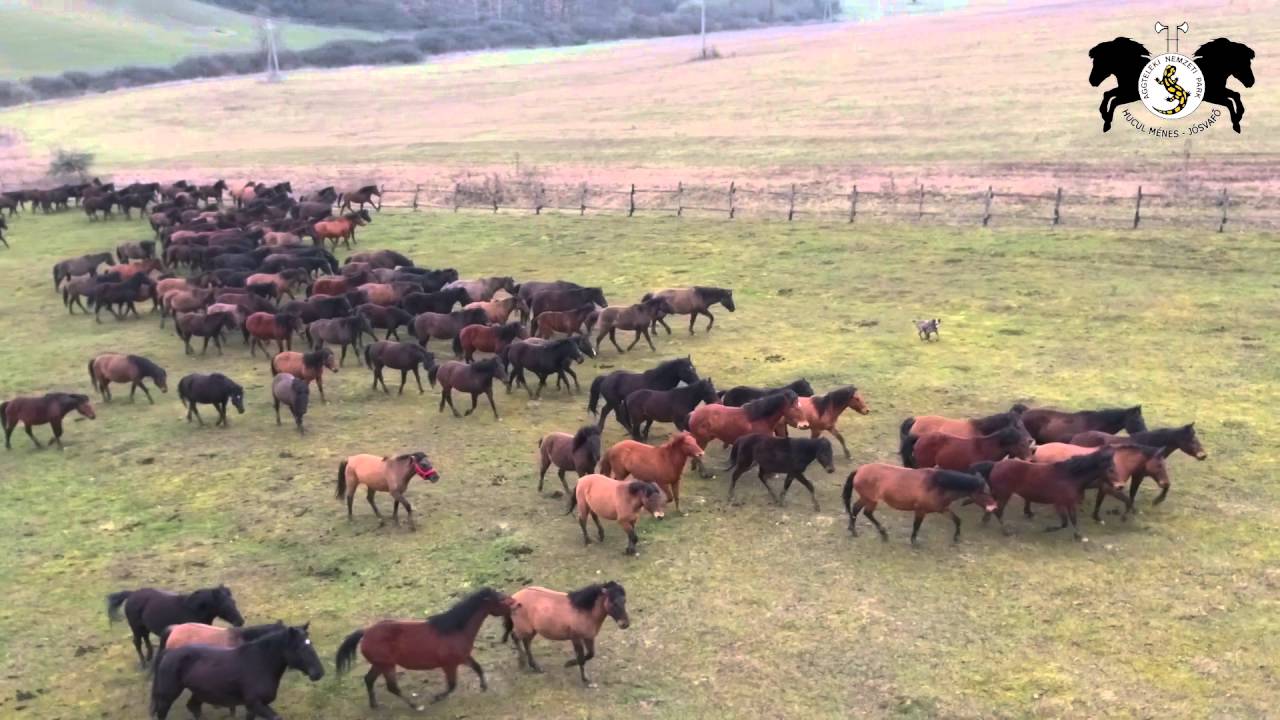 Hucul m&eacute;nes J&oacute;svafő TAVASZ - dr&oacute;nvide&oacute; - dronmedia.hu