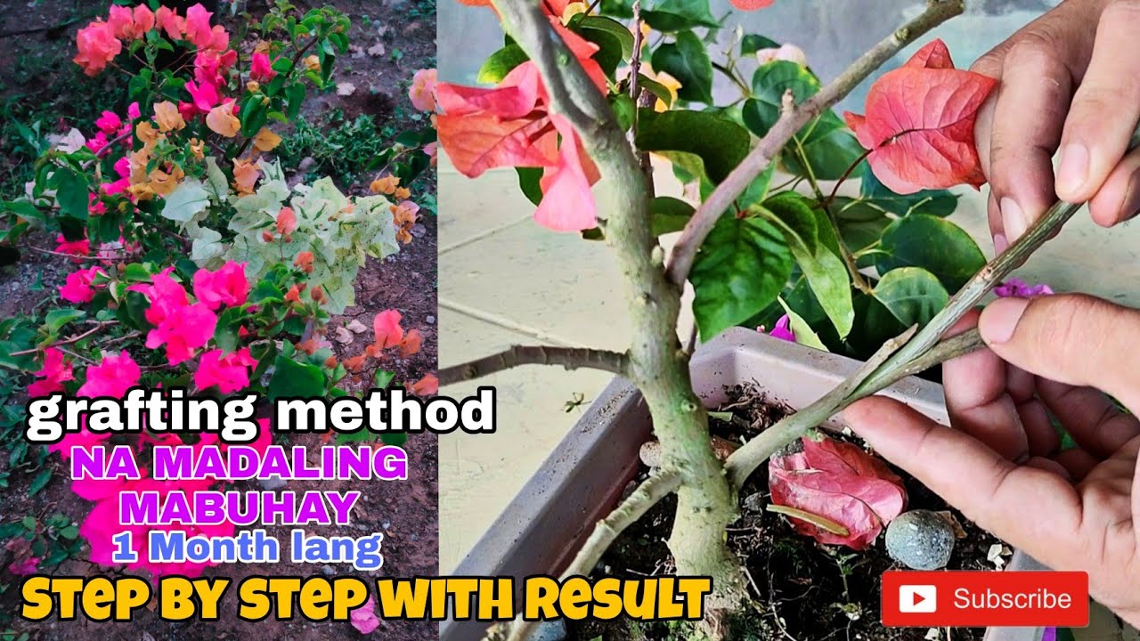 BOUGAINVILLEA GRAFTING | Proven and tested ko na ang method na ito,  sundan mo nalang yung steps