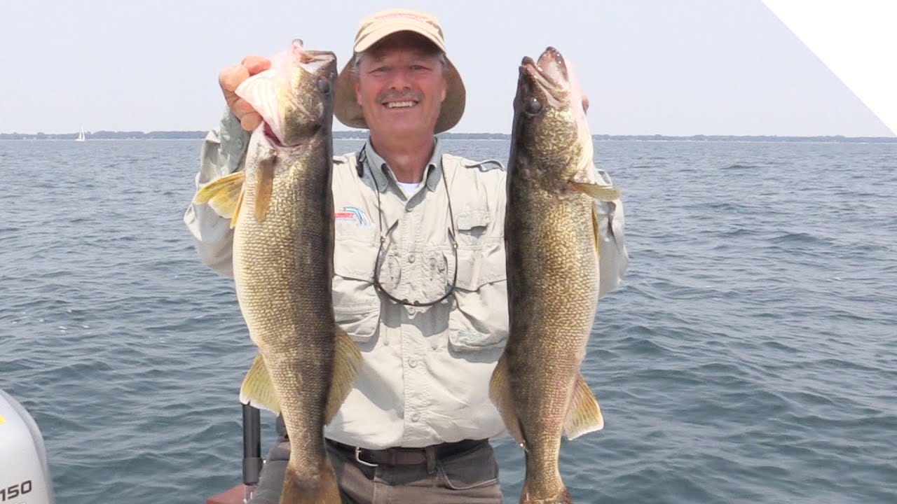 Big Lake Erie Walleye Caught while Down Rigging