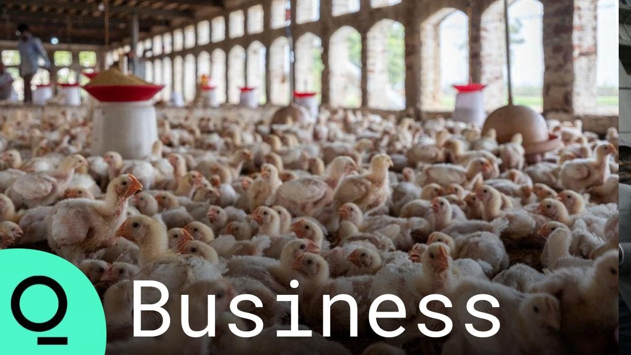 Upcycling Food Waste Into Chicken Feed