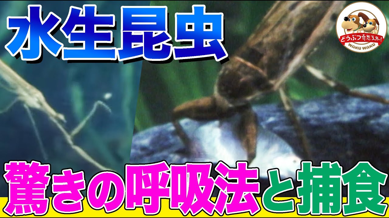 【捕食シーンも】水の中で暮らすタガメやゲンゴロウの呼吸法がすごい！ダイバーも驚きの潜水術とは【どうぶつ奇想天外／WAKUWAKU】