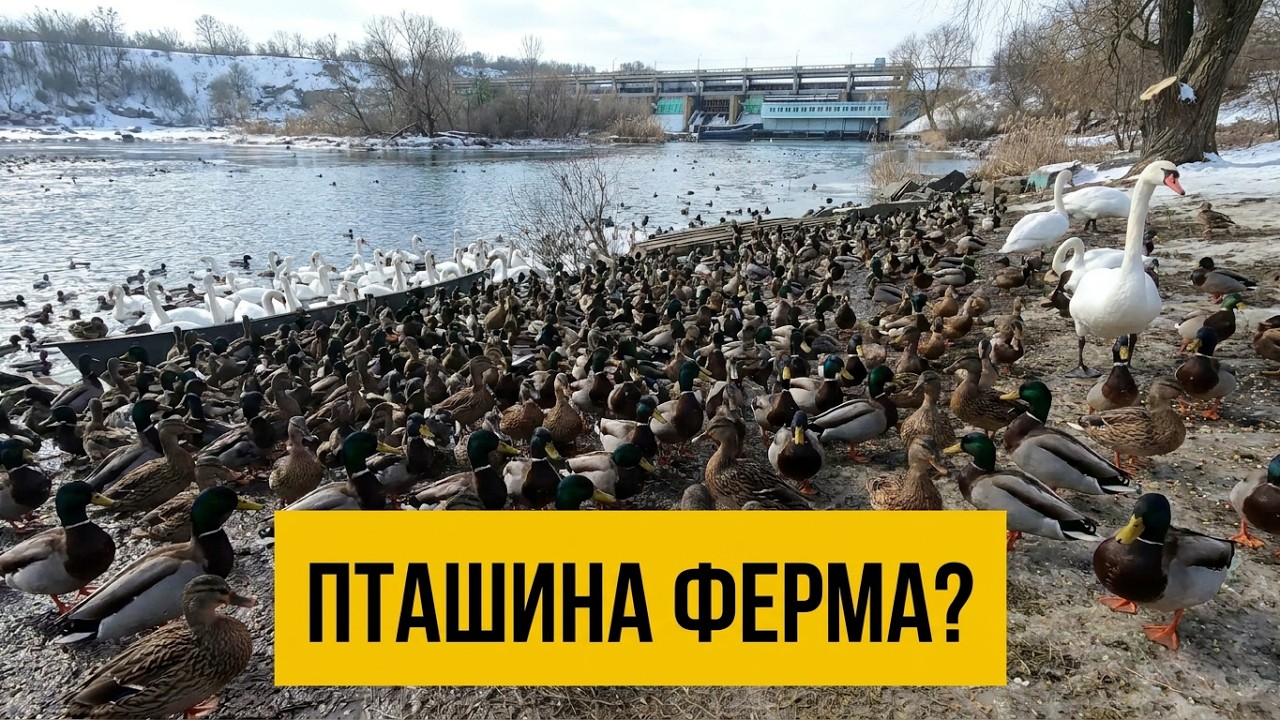 22.02.26. Південий Буг. Качки та лебеді.