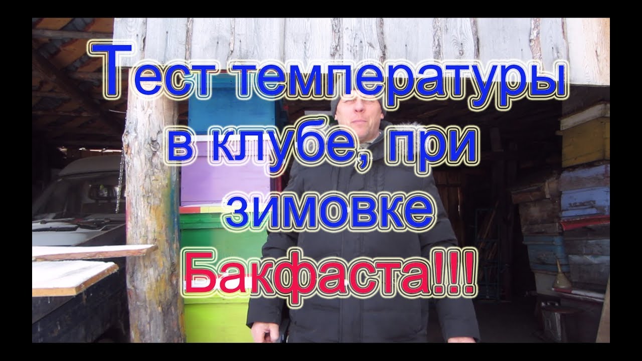 МОЙ ТЕСТ ЗИМОВКИ БАКФАСТА В ЗИМОВНИКЕ с 4 февраля по 9 марта. Температура в клубе🔥🔥🔥.