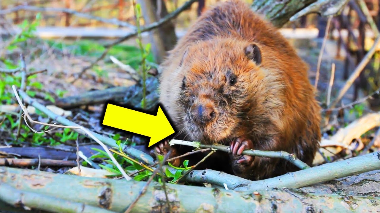 How Beavers in Czechia Built in 2 Days What Officials Couldn t Do in 7 Years!