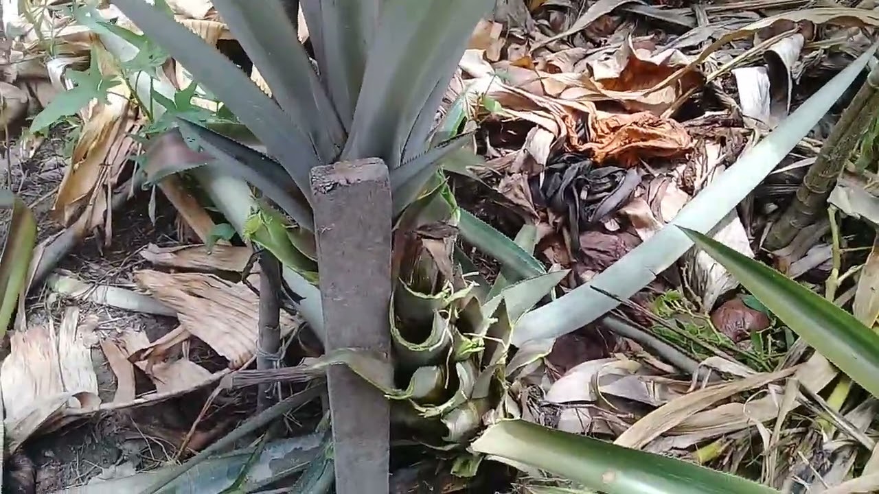 COMO FAZER PARA SEU PÉ DE ABACAXI  PRODUZIR  NOVAMENTE  !!