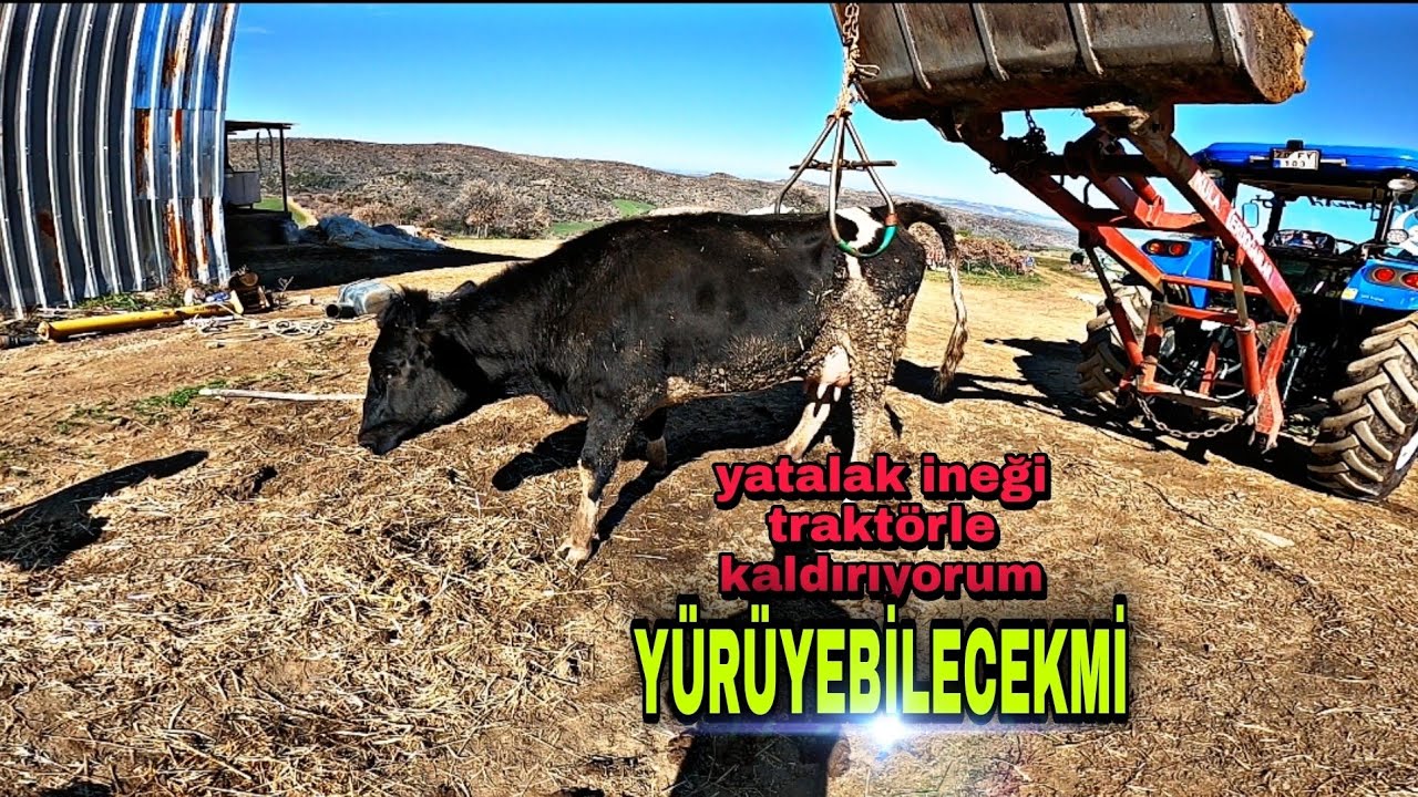 AYAĞA KALKAMAYAN İNEĞİ TRAKTÖRLE KALDIRIYORUM / İNEKLERDE DOĞUMDAN SONRA KALKAMAMAK /ÇİFTLİK VLOG #3