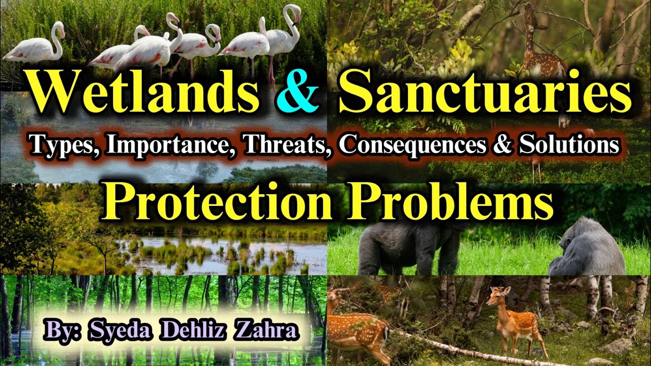 What Are Wetlands And Sanctuaries | Threats, Consequences and Solutions