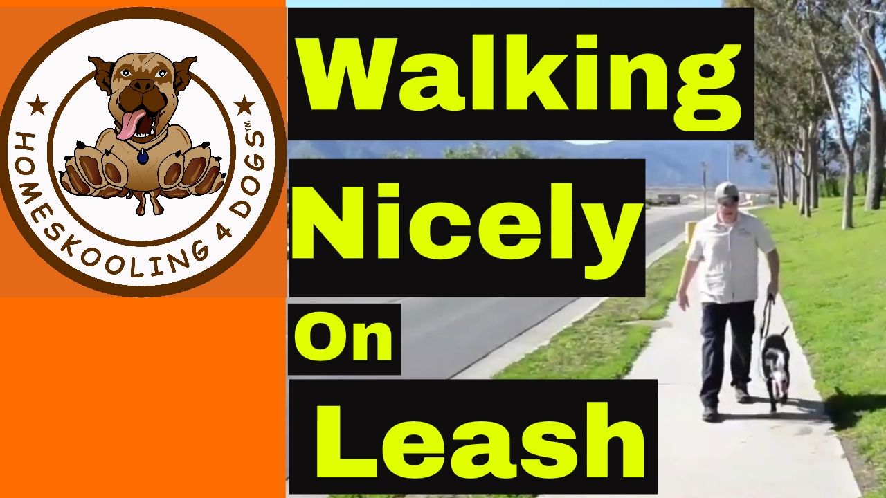 How to Train a Dog to Walk on Leash Without Pulling - 8 TIPS FOR SUCCESSFUL LEASH WALKING
