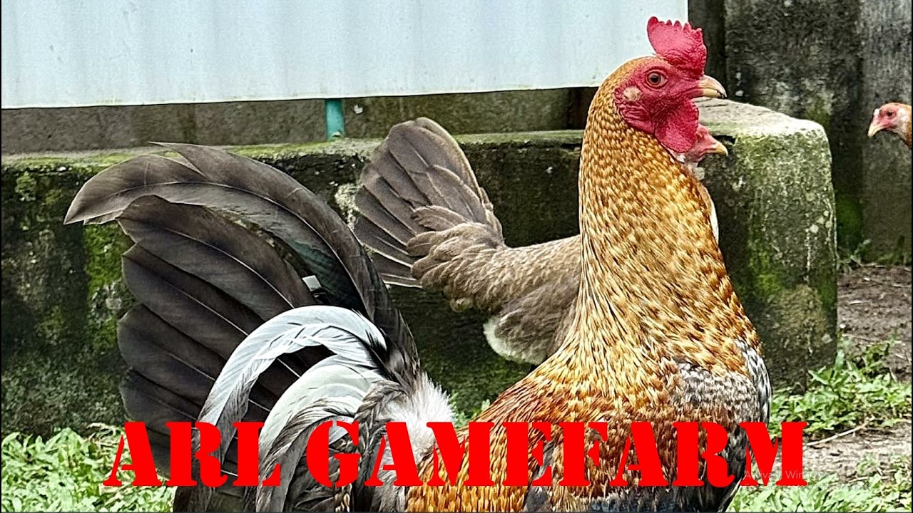 Lets Visit The Farm Of ARL Gamefarm