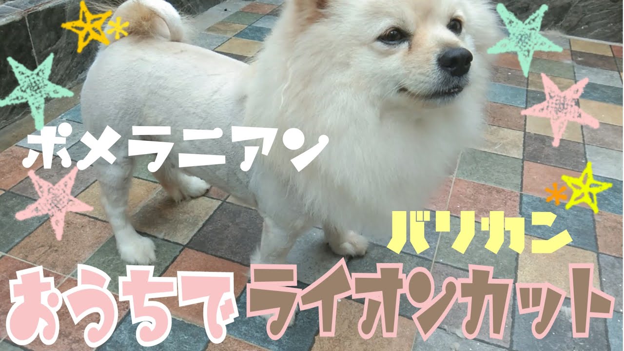 初心者でも簡単に愛犬のセルフカット ポメラニアンをライオンカット！ノーカット版