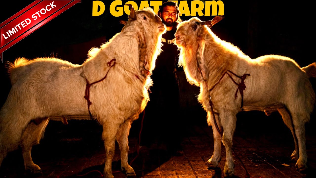 Danish Bhai Hogaye GARAM🤯EXTRAORDINARY BIG KOTA Goats of D Goat Farm Mahapoli