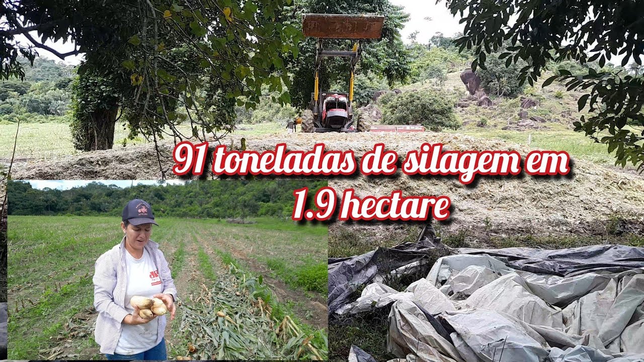 Quanto custou a tonelada da nossa silagem de milho