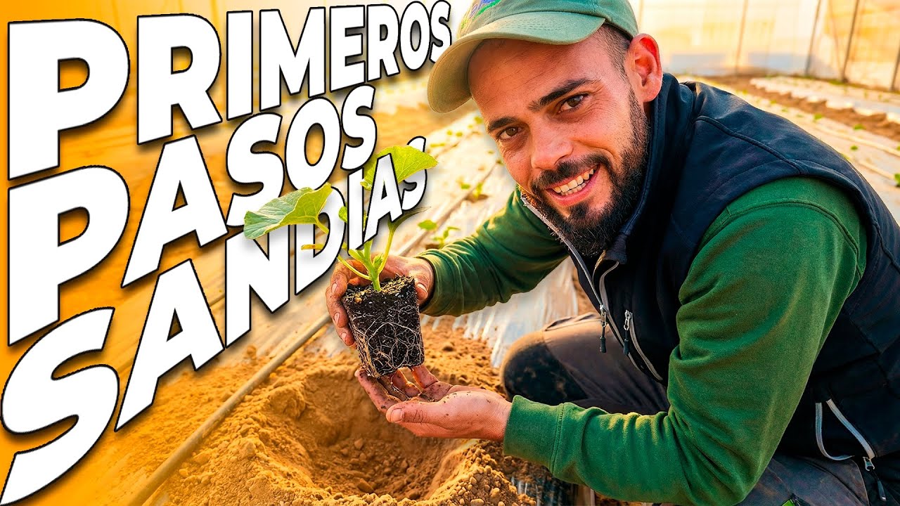 Sembramos SANDÍAS en CLIMA EXTREMO: ¿Sobrevivirán al adelantarnos?