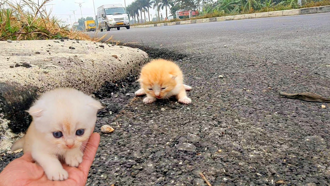 Котята мяукают в зеленой зоне, милые и озорные котята после спасения.
