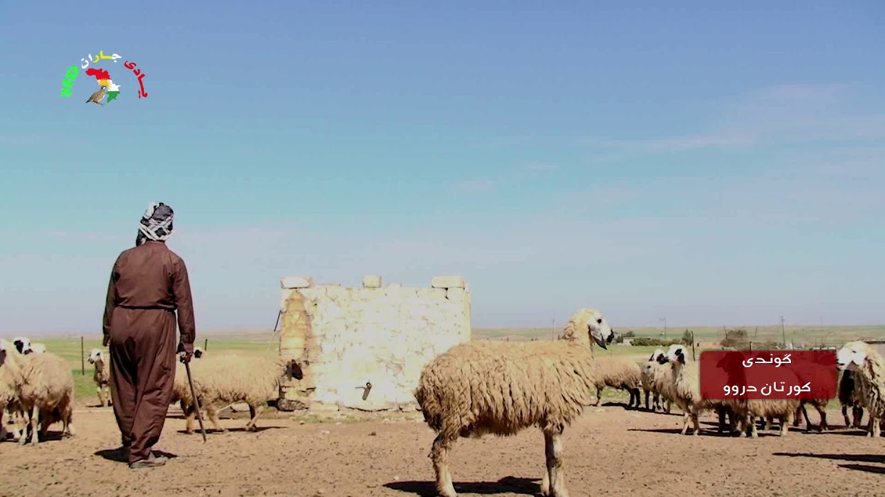 سه مير مامه سينى  نوى كوندى كورتان دروو