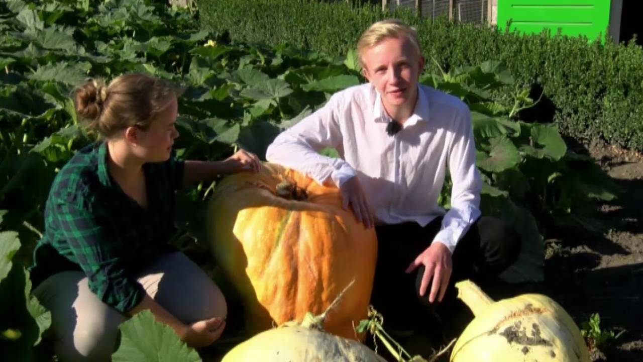 Zoetermeerse leerlingen kweken pompoenen voor het NK