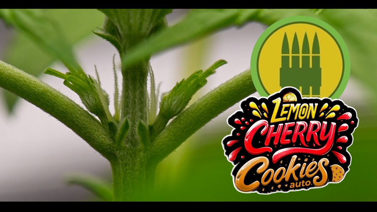 Lemon Cherry Cookies / Royal AK | Week 3 | FastBuds / Royal Queen Seeds (Autoflower)
